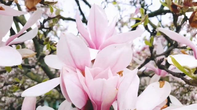 DJI OM5 | Stunning Magnolia in Wuerzburg 2022 เที่ยวชม ดอกแมกโนเลีย สุดสวย ที่เวิร์สบวร์ก เยอรมันน смотреть онлайн