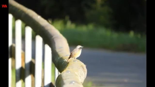Обыкновенная горихвостка (нем. Gartenrotschwanz) смотреть онлайн