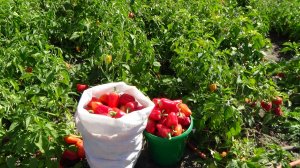 Перец сладкий "Воронежский".