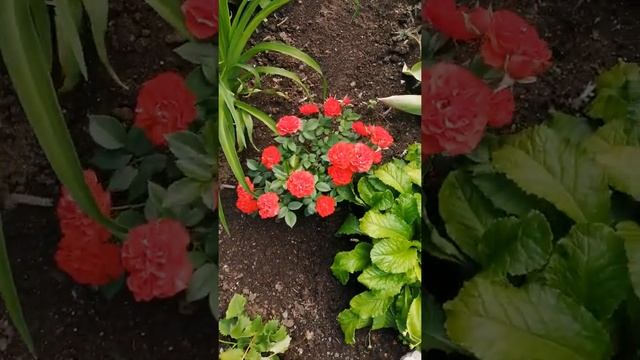 Мой сад смотреть онлайн