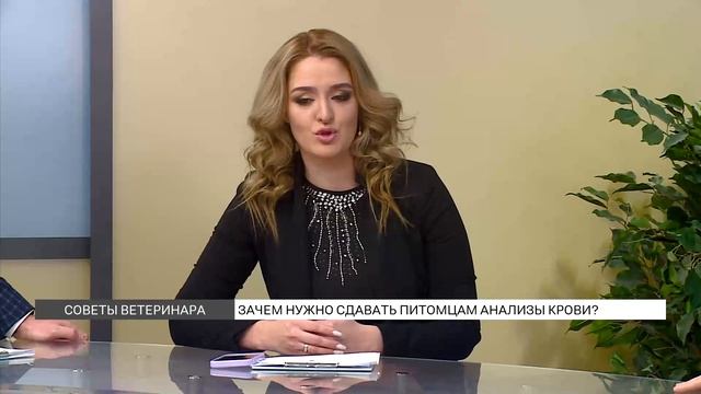 Зачем нужно сдавать питомцам анализы крови? смотреть онлайн