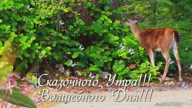 Сказочного Утра! Волшебного Дня смотреть онлайн