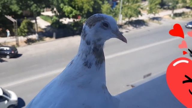 Бедный голубь, устал и решил отдохнуть на моём подоконике! смотреть онлайн