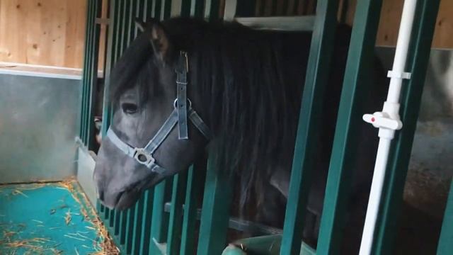 Сублимированное кобылье молоко смотреть онлайн