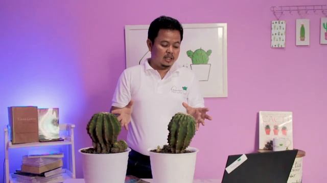 FEROCACTUS GLAUCESCENS INERMIS - Kaktus Cactus