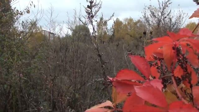 СТАЛК ЗАБРОШКА УСАДЬБА КРАСКОВО ЛЮБЕРЕЦКИЙ РАЙОН HOMELESS PEOPLE LIVE IN THE ESTATE смотреть онлайн