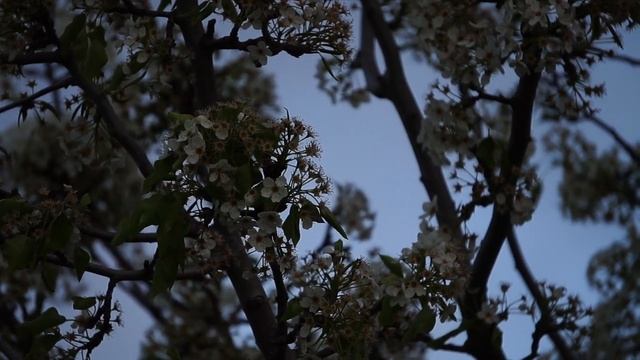 Sony a5000 VIDEO TEST (NO EDITED )2023 смотреть онлайн