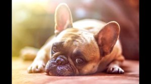 Звук лая бульдога