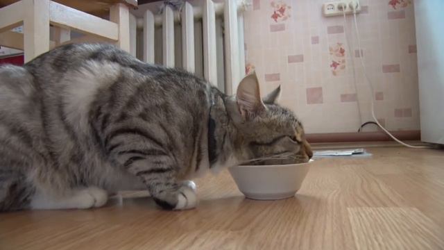 кот Филька смотреть онлайн