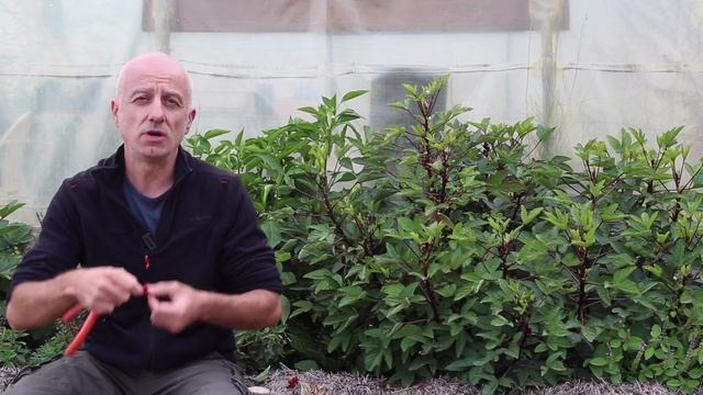 Hibiscus sabdariffa смотреть онлайн