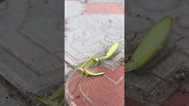 Херсон. Самка Богомола съедает самца. #великийхерсон смотреть онлайн