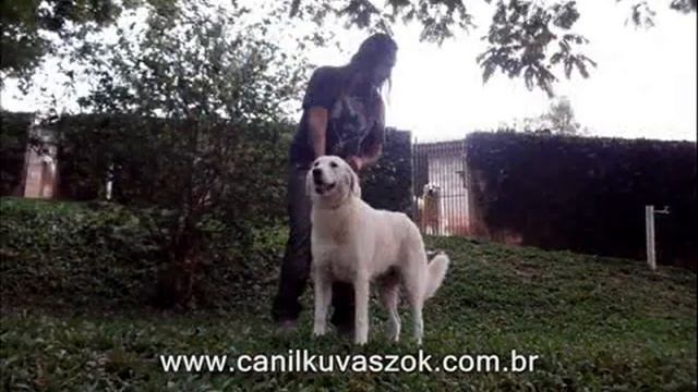 kuvasz - Photos by kuvaszok kennel смотреть онлайн