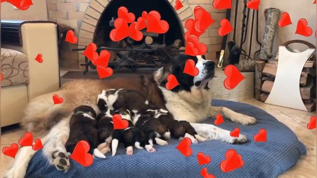 Бравада&Зубр смотреть онлайн