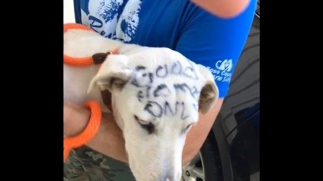 Брошенного щенка нашли в запертой клетке в парке... смотреть онлайн