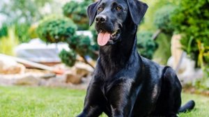 Можно ли ЗАБЕРЕМЕНЕТЬ от СОБАКИ