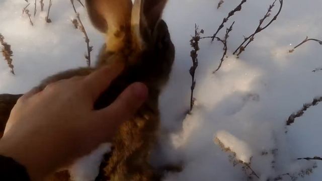 Зима и кролик 🐰 смотреть онлайн