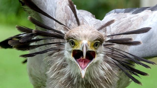 Secretary Bird - The Bird That Can Kill Any Snake смотреть онлайн