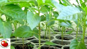 Надо ли замачивать семена перц