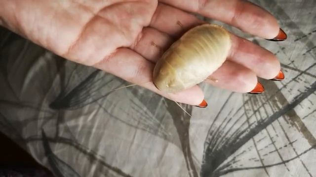 Мадагаскарский шипящий таракан (Madagascar hissing cockroach) смотреть онлайн