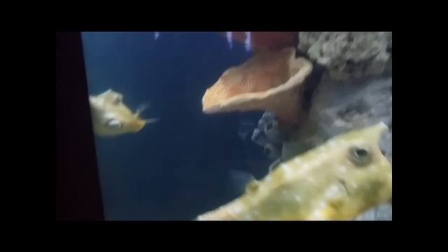 Длиннорогий жёлтый кузовок смотреть онлайн