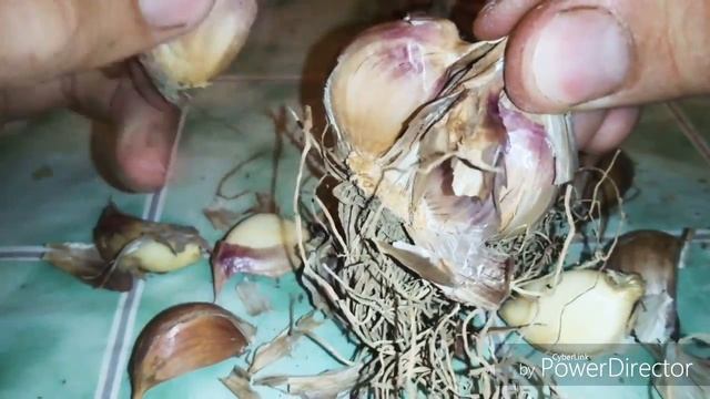 Есть ли предел хранению озимого чеснока "Грибовский Юбилейный"? смотреть онлайн