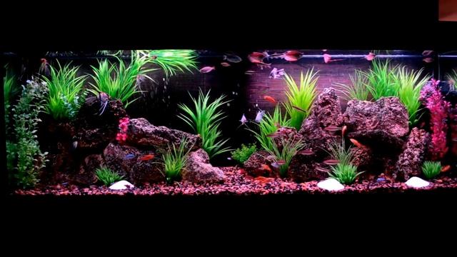 Аквариум тропика смотреть онлайн