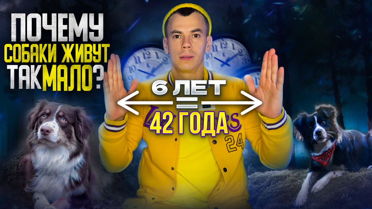 Почему СОБАКИ ЖИВУТ так МАЛО? 4 закона ДОЛГОЛЕТИЯ на канале ЖЕЛТЫЙ БЛОГЕР