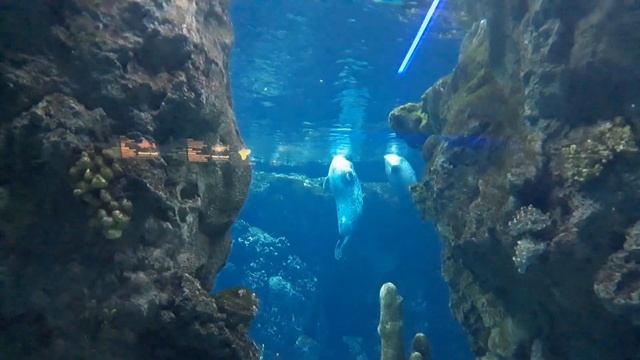 # Италия. Аквариум в Генуе. смотреть онлайн