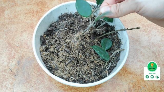 How to Propagate Hoya Carnosa | Grow Hoya from Stems | Two Tips to Many Blooms смотреть онлайн