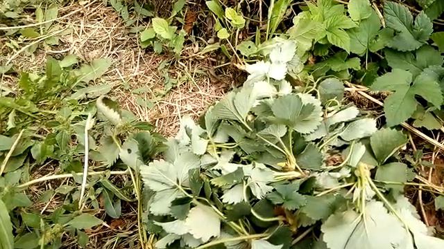 Нарезала отростки клубники 🍓, а что с ними делать не знаю смотреть онлайн