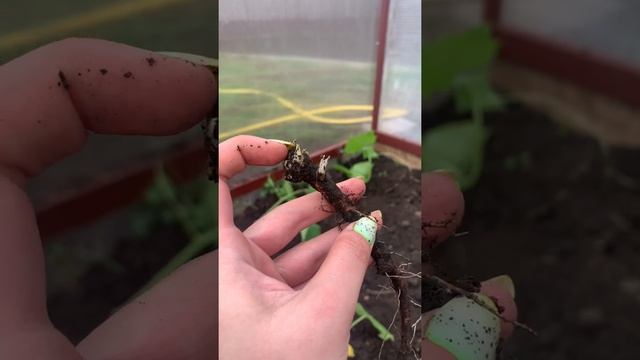 Как избавиться от сорняков? Почему так много сорняка после перекапывания? смотреть онлайн