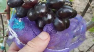 Виноград Церера и Джокер 20 августа 2024. Виноградник Щереденкова В. А.mp4