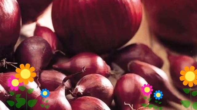 Лук репчатый Ред Барон. Краткий обзор, описание характеристик, где купить семена, луковицы смотреть онлайн