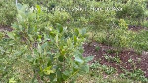 Сравнение уборки голубики комбайнами JAGODA 300 и KOKAN