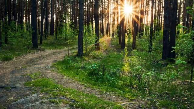 Свидетельства воскресения мертвых в Писании. Беседы на Евангелие от Марка. Глава 12. Стихи 18-27. смотреть онлайн