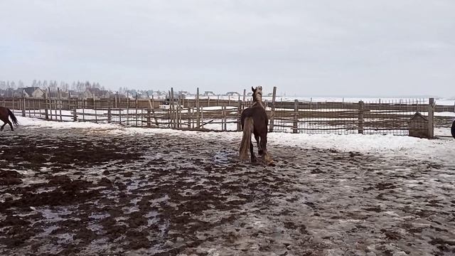 #Жеребец #Лошади # Гуляют в леваде смотреть онлайн