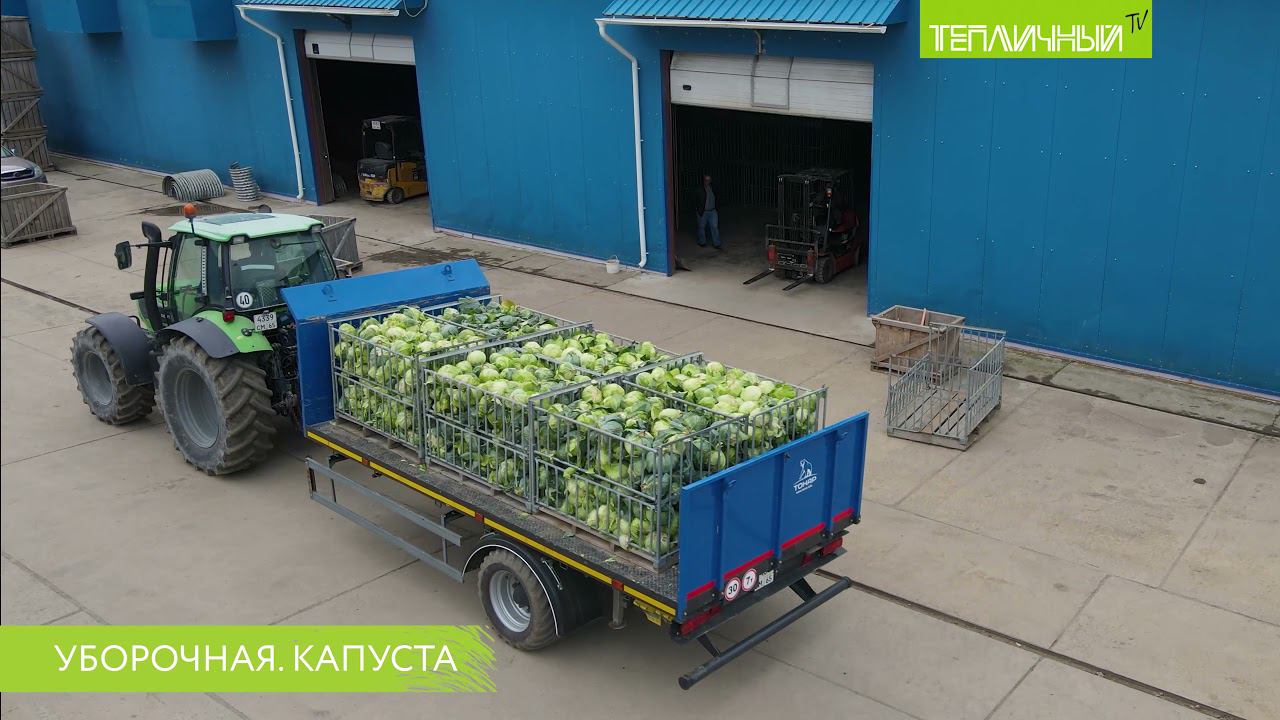 Уборочная кампания в "Тепличном". Капуста смотреть онлайн