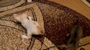 Котёнок Девон-рекс играет с мышкой