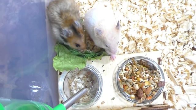 ХОМЯЧАТА ПОССОРИЛИСЬ / КАК НАЗВАТЬ ХОМКИ / ПОЧЕМУ ХОМЯЧКИ ДЕРУТСЯ / Alisa Easy Pets смотреть онлайн