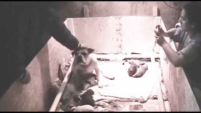 Olde English Bulldogge Puppies смотреть онлайн