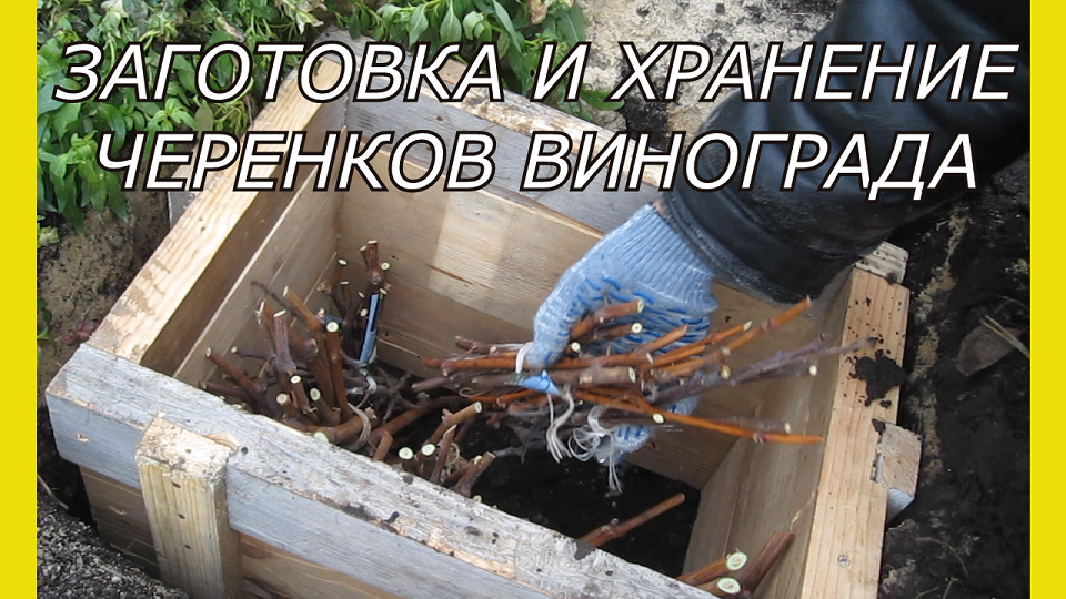Заготовка и хранение черенков винограда.Хранение черенков винограда зимой.Хранение черенков в земле смотреть онлайн