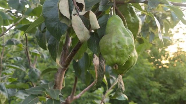 Груша на яблоне Чудо дерево A pear grows on an Apple tree смотреть онлайн
