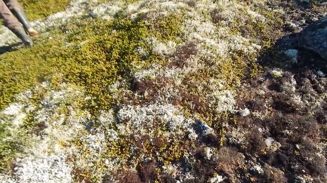 Мурманск. Сопки. Вид завораживает. смотреть онлайн