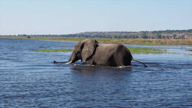 Слоны в Национальном парке Чобе