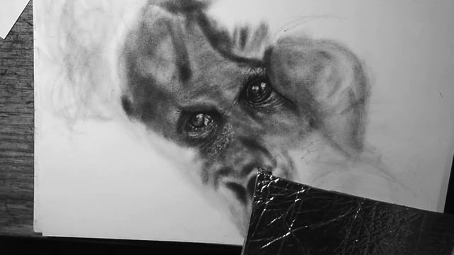 [Orangutan Full Drawing] Real-Time 60-Minute Carbon Pencil Sketch смотреть онлайн