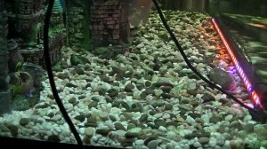 ? ЭЛЕКТРИЧЕСКИЙ СИФОН ДЛЯ АКВАРИУМА ? РЕАЛЬНЫЕ ИСПЫТАНИЯ ? // Кабанчик24