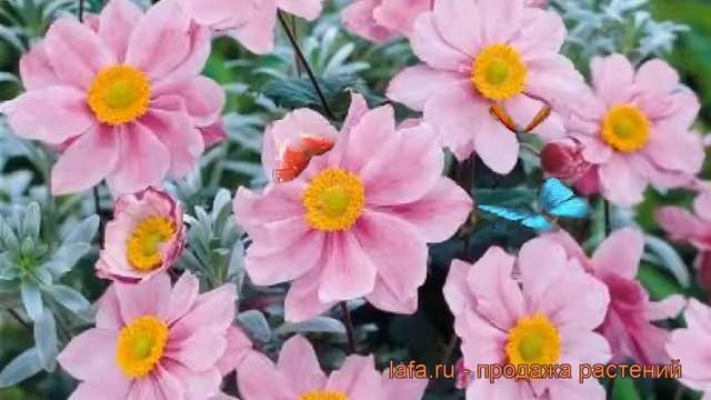 Анемона гибридная Серенада (anemone hybrida serenade) ? обзор: как сажать, рассада анемоны Серенада смотреть онлайн