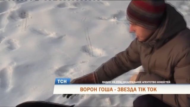 Пермский ручной ворон Гоша стал звездой TikTok смотреть онлайн