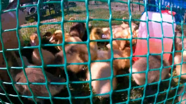 Первый выгул утят гусят. Белка охраняет. смотреть онлайн