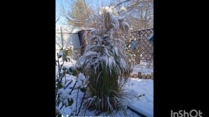 Мискантусы. Поговорим о травах. Обзор сортов. Часть 1